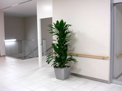 観葉植物施工例　オフィス・事務所